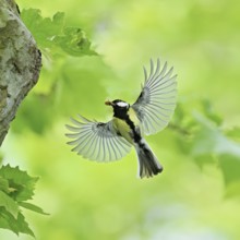 Great tit (Parus major), with food in its beak approaching the breeding den, Canton Zug,