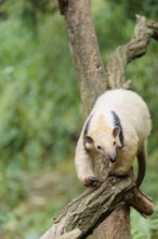 A southern tamandua (Tamandua tetradactyla), walks on a branch of a tree in a forest