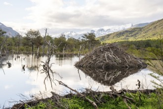 Beaver castle, Laguna Victoria, Provinz Tierra del Fuego, Argentina, South America