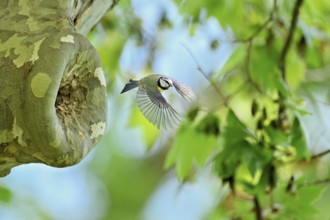 Blue tit (Parus caeruleus), taking off from the breeding den, Canton Zug, Switzerland, Europe