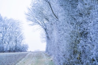 Snow-covered hedge and trees along a rural path in a winter landscape, Gechingen, district of Calw,