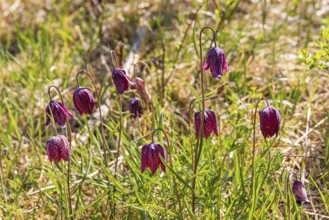 Flowering Snake's head fritillary (Fritillaria meleagris) on a meadow a sunny spring day