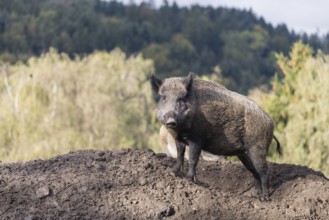 An adult female wild boar (Sus scrofa)stands observing on a small hill. A forest can be seen in the