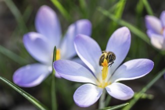 Elfin crocus (Crocus tommasinianus) with honey bee (Apis mellifera), Emsland, Lower Saxony,