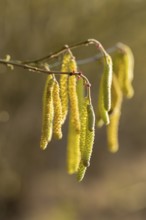 Common hazel (Corylus avellana) also known as hazel bush or hazelnut bush, male, yellow