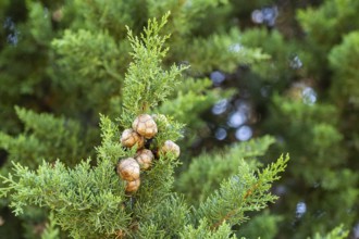 Close up of cones hanging on a cypress tree in Chianti, Chianti Region, Tuscany, Italy, Europe