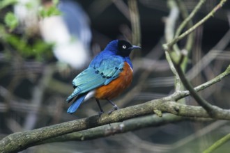 Superb Starling (Lamprotornis superbus), adult male bird, perched on a branch, native to Africa,