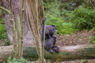 A female silvery gibbon (Hylobates moloch), or Javan gibbon sits with her baby in her arms on a