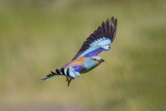 European Roller (Coracias garrulus), in flight, Danube Delta, Romania, Europe