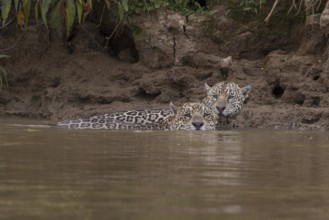 Jaguar (Panthera onca), 2 males swimming, Pantanal, Brazil, South America