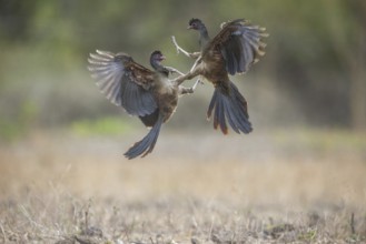 Chacochachalaca (Ortalis canicollis), aerial combat, Pantanal, Brazil, South America