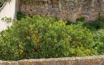 Backyard with small garden, Alcudia, Balearic Islands, Majorca, Spain, Europe