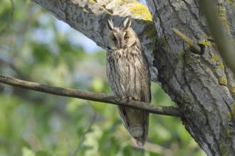 Long-eared owl (Asio otus), sitting on a branch in a tree, Burgenland, Austria, Europe