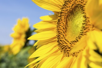 Detail of the flower of a sunflower (Helianthus annuus), Saxony, Germany, Europe