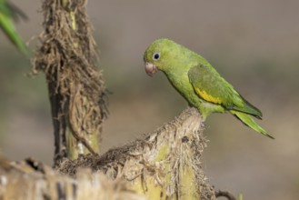 Yellow-winged Parakeet (Brotogeris chiriri) or Canary-winged Parakeet, on cut banana trees,