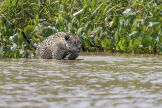 Jaguar (Panthera onca) in the water, Pantanal, Brazil, South America