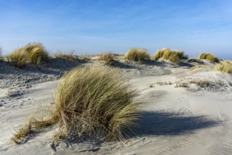 The East Frisian North Sea island of Juist in winter, dunes on the western part of the island, at