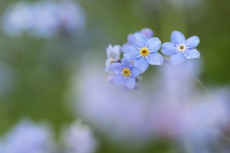 Forest forget-me-not (Myosotis sylvatica), flowers, Oberhausen, Ruhr area, North Rhine-Westphalia,