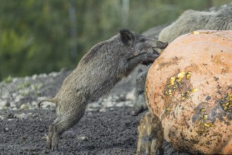 A herd of wild boar (Sus scrofa) stands in a clearing and eats a giant pumpkin