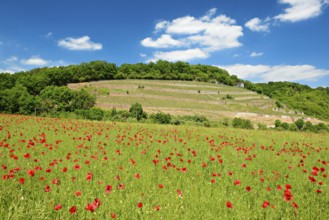 Landscape in the Saale valley near Naumburg in spring, in front a green field with red poppies,