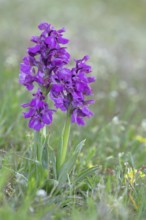 Green-winged orchid (Anacamptis morio), two inflorescences next to each other in a meadow,