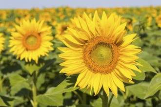 Sunflowers (Helianthus annuus) in bloom in a sunflower field, Hirschstein, Saxony, Germany, Europe