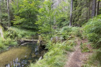 Hiking trail along the Kirnitzsch river in the Kirnitzschtal valley, Sebnitz, Saxon Switzerland,