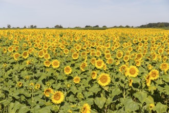 Sunflower field in bloom, Hirschstein, Saxony, Germany, Europe