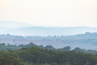 Cypress trees standing on top of a hill, Unesco world heritage site Pienza, Val d'Orcia, Tuscany,