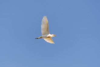 Western cattle egret (Ardea ibis) flying in a blue sky, Tuscany, Italy, Europe