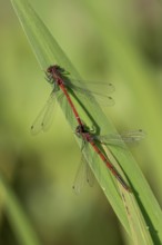 Large red damselfly (Phyrrhosoma nymphula), pair, tandem, in front of copula, Oberhausen, Ruhr