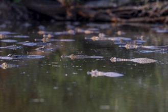 Spectacled caiman (Caiman yacare), group swimming in the lake, Pantanal, Brazil, South America