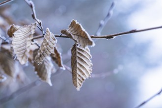 Close-up of frost-covered, withered leaves in cool colour, Gechingen, district of Calw, Black