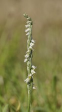 Autumn helleborine (Spiranthes spiralis), autumn helleborine, small orchids, very rare, flowering