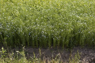 Flax field, flax (Linum) in bloom in a field near Hirschstein, Saxony, Germany, Europe