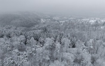 Snow-covered forest landscape with hills and trees under a frosty winter blanket,