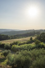 Tuscan landscape, country estate with, olive trees and forests in Chianti, Chianti Region, Tuscany,