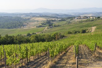 Tuscan landscape, country estate with vineyards, forests, olive trees and cypresses in Chianti,