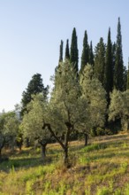 Tuscan landscape, country estate with, olive trees and cypresses in Chianti, Chianti Region,