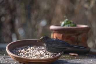 Blackbird (Turdus merula) fetching food from a flower bowl, Bavaria, Germany, Europe