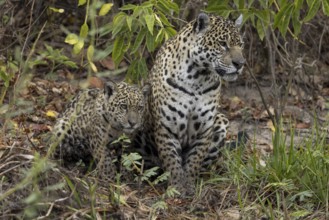 Jaguar (Panthera onca), mother and child, in riparian vegetation, Pantanal, Brazil, South America