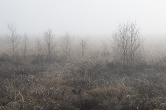 Moorland in the fog, Emsland, Lower Saxony, Germany, Europe