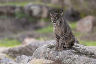 Lynx pardinus, male, sitting on a stone, Sierra de Andujar, Andalusia, Spain, Europe