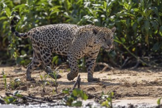 Jaguar (Panthera onca) running across a sandy beach, Pantanal, Brazil, South America