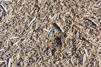 The East Frisian North Sea island of Juist in winter, many large and small American razor clams,