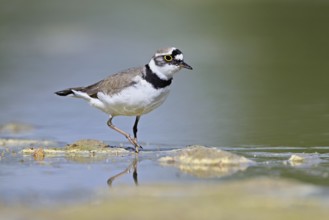 Little Ringed Plover (Charadrius dubius), standing in silt, Aue nature reserve, Reussegg, Sins,