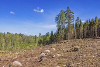 Clear cutting in a spruce forest on a sunny summer day in a forest landscape