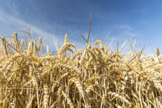 Grain field with ripe ears of wheat (triticum) in front of a blue sky, Saxony, Germany, Europe