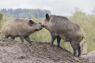 Two adult male wild boars (Sus scrofa) fight on a small hill. In the background you can see a