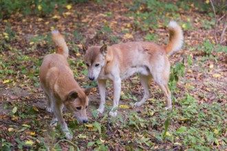 Two New Guinea singing dog or New Guinea Highland dog (Canis hallstromi) (Canis dingo hallstromi,